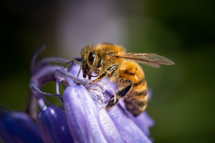 abeille sauvage